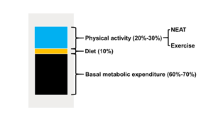Components-of-daily-energy-expenditure-in-humans-NEAT-Non-exercise-activity