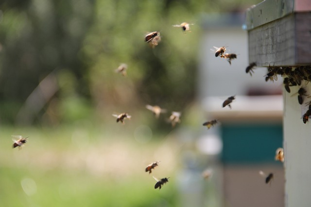 bees, honey bees, flight ins